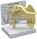 Basic Shoulder Joint Model